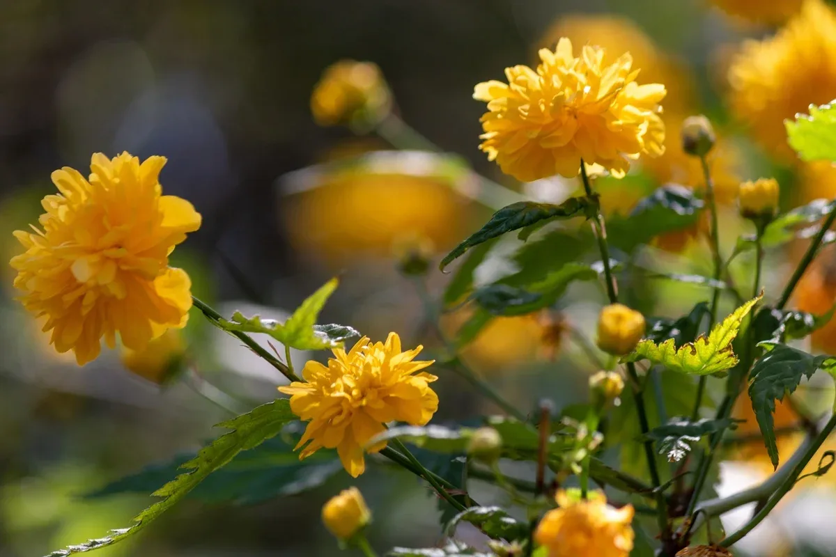 Biofertilizante de bagaço de uva aumenta compostos em flores de calêndula