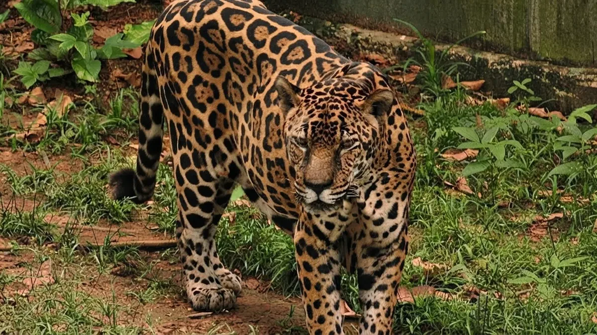 Onça Guardião bate recorde mundial de longevidade da espécie