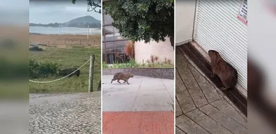 Polícia Ambiental resgata capivara após animal entrar em hotel de Vitória