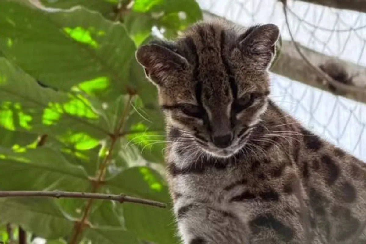 Leopardus tilcayo amplia o conhecimento sobre gatos selvagens bolivianos