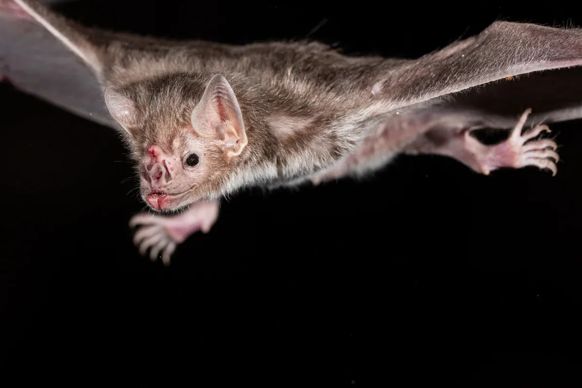 Morcegos podem ter surgido na Europa há 65 milhões de anos, indica estudo genético