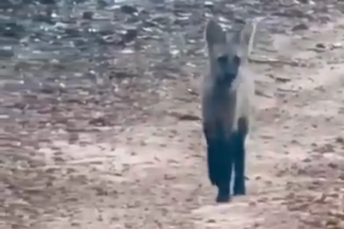 Filhote de lobo-guará é registrado em estrada rural de Palmelo, em Goiás