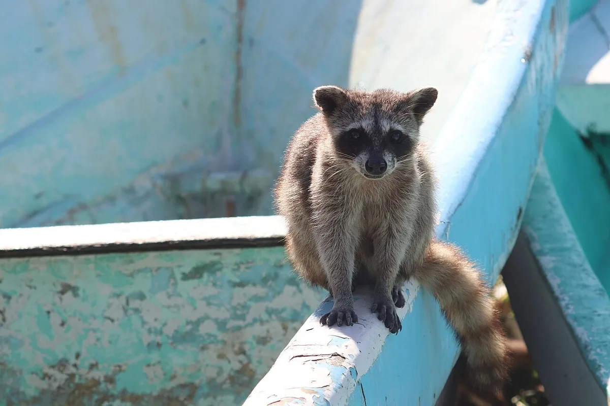 Guaxinim-pigmeu transforma papel em brinquedo e influencia parentes em Cozumel