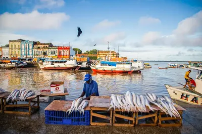 Relatório reúne dados sobre peixes e pressões nos rios da Amazônia