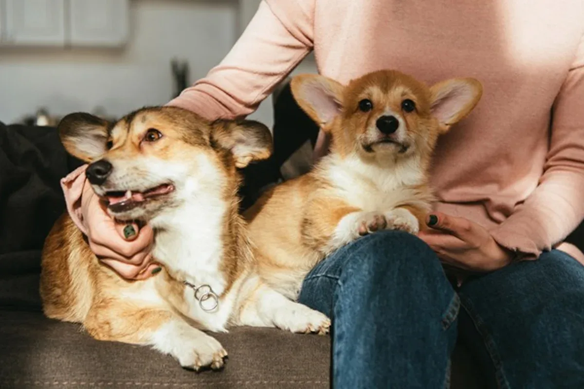 Cães acompanham ritmo das palavras ao ouvir fala contínua, aponta pesquisa