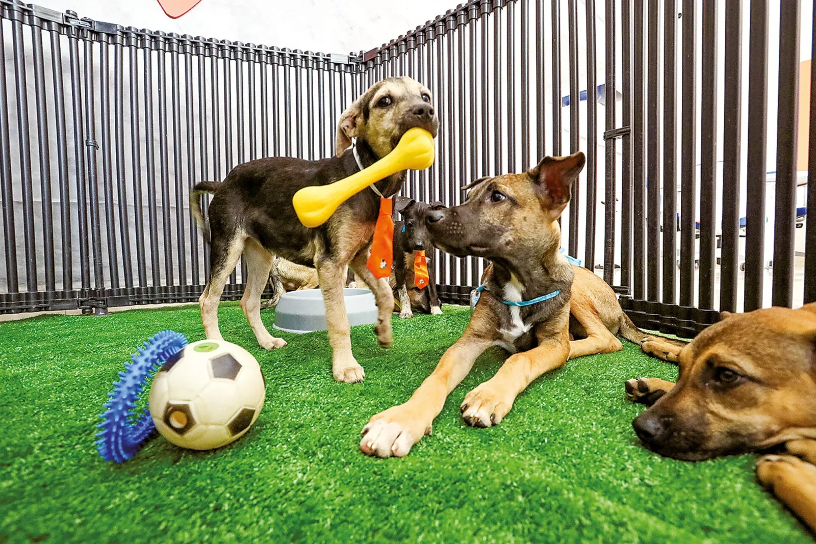 Natal sanciona cadastro para protetores independentes de animais