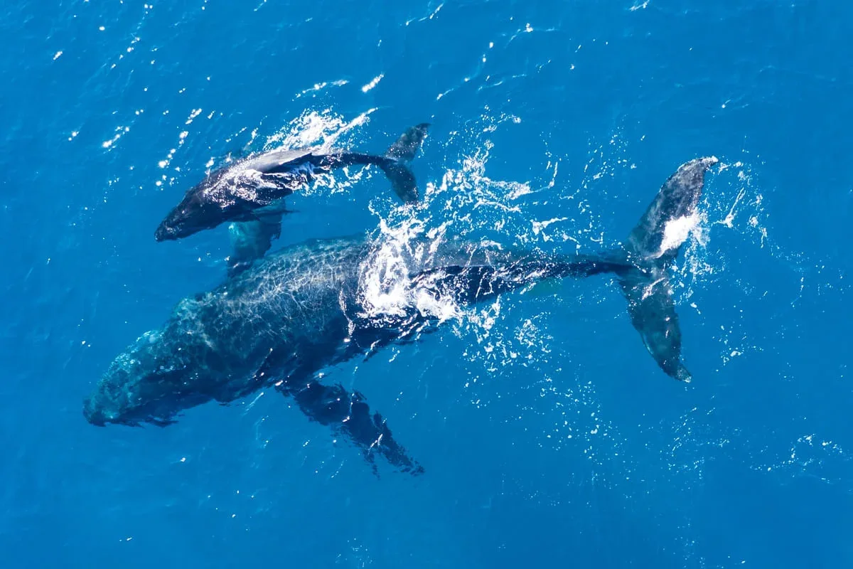 Por que mamíferos marinhos retornam ao local onde nasceram