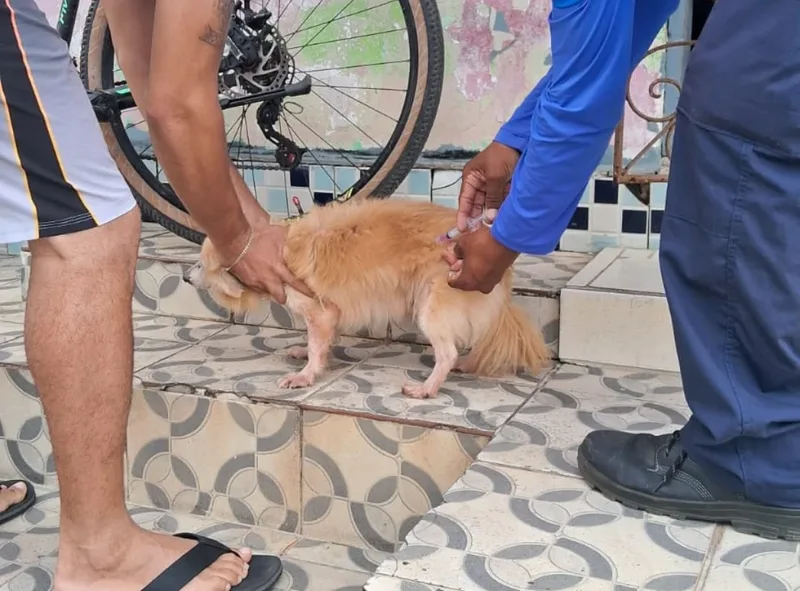 Natal inicia imunização contra a raiva em cães e gatos de quatro bairros
