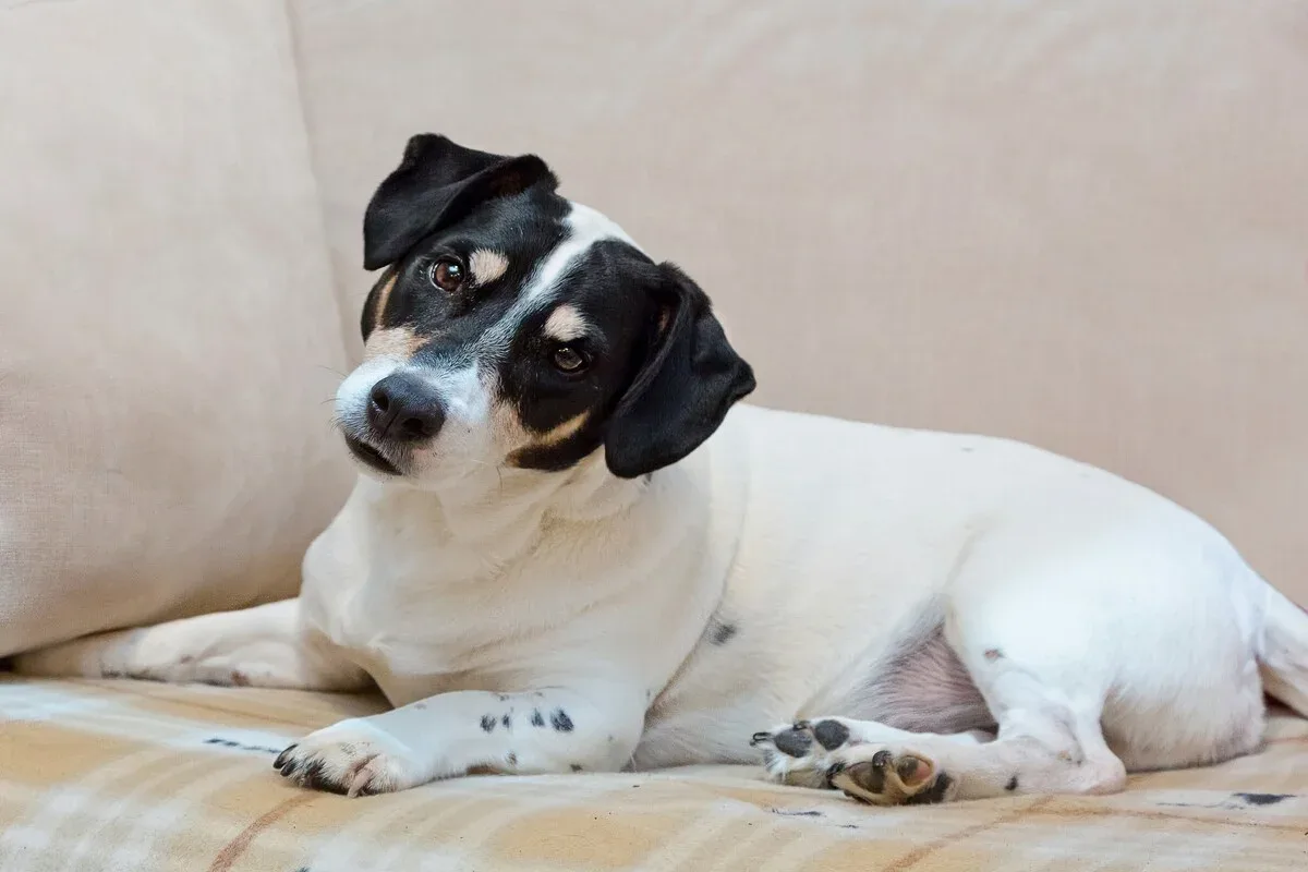 Inclinação persistente da cabeça pode indicar problema de saúde em pets