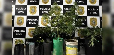Polícia Civil prende suspeito com cultivo de maconha em imóvel na Serra