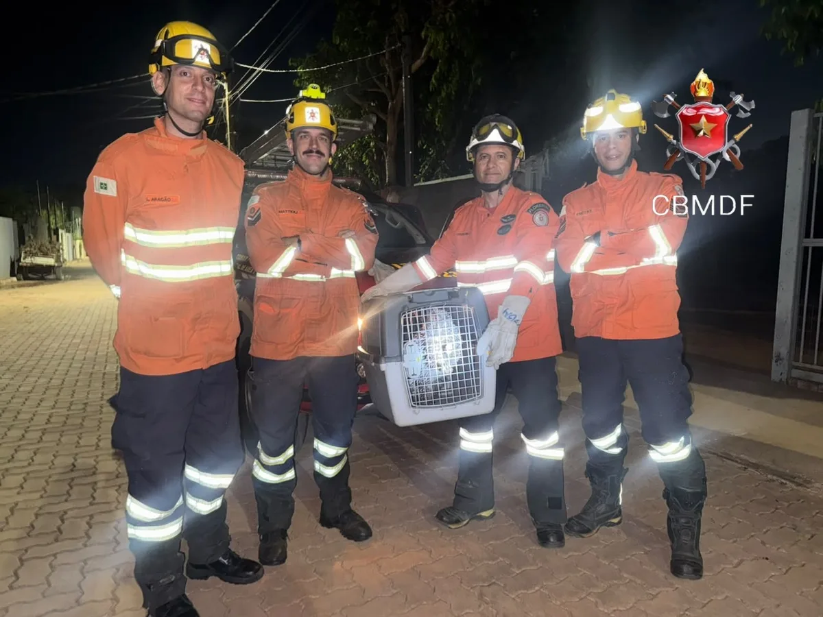 Porco-espinho é retirado de árvore por bombeiros em Brasília