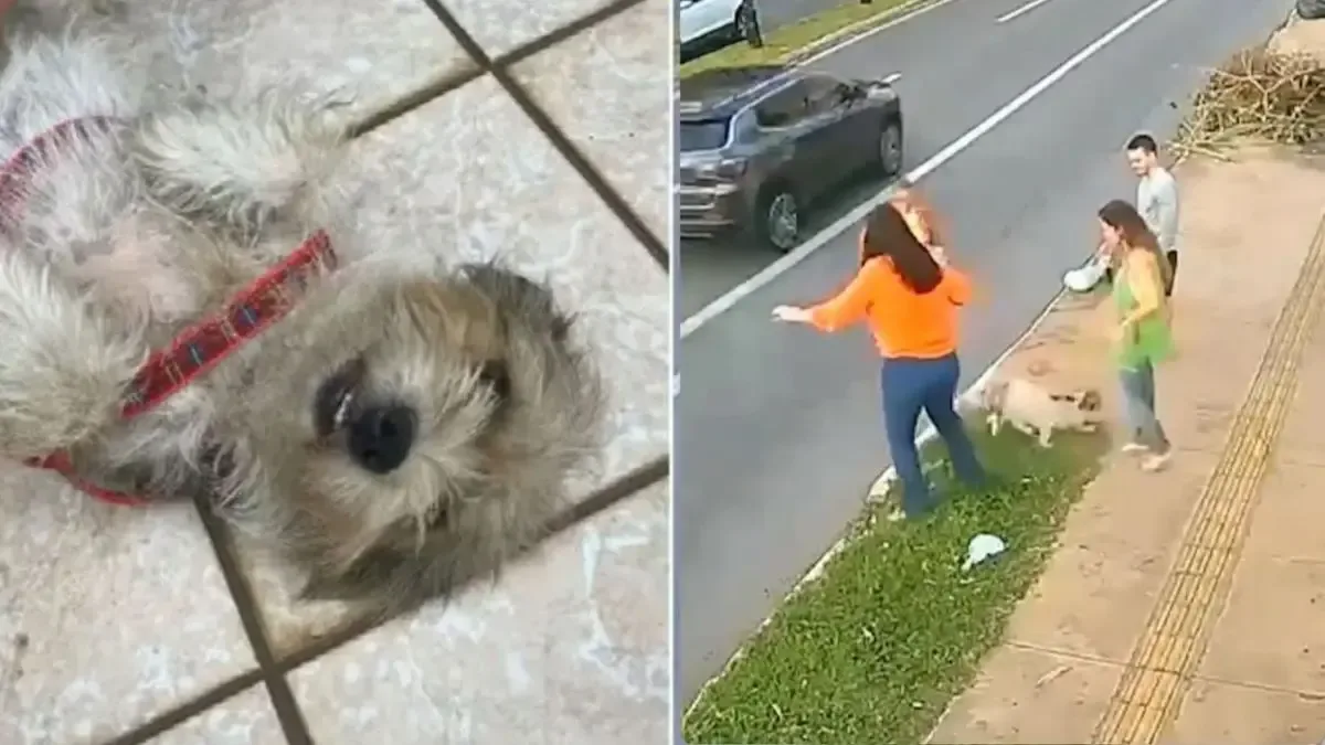 Idoso é preso após cachorro ser encontrado em bueiro em Goiânia
