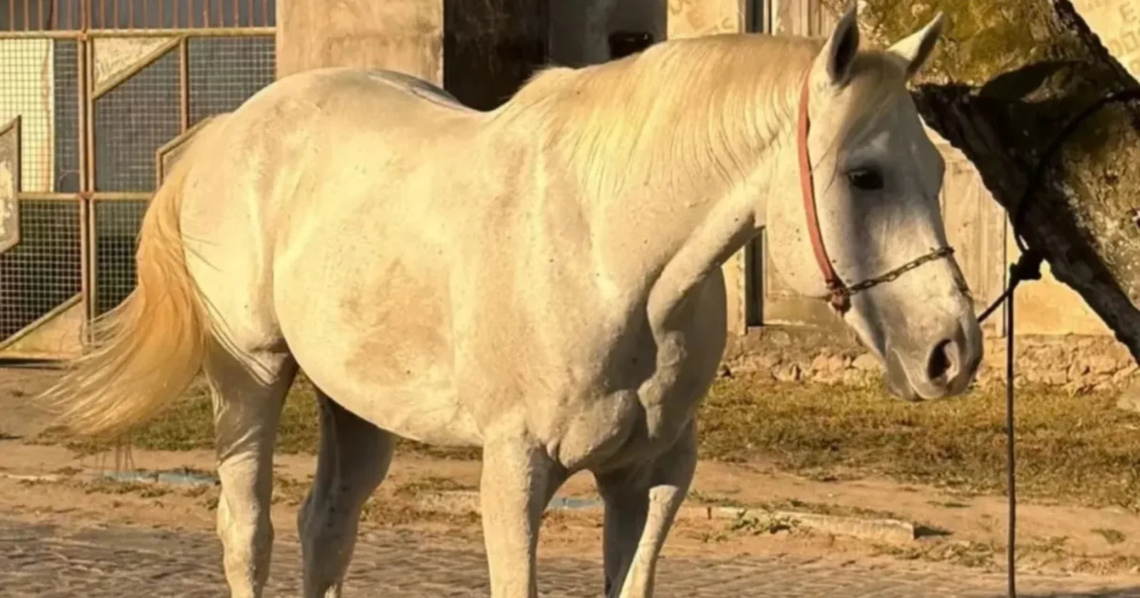 Polícia recupera cavalo de vaquejada avaliado em R$ 100 mil na Bahia
