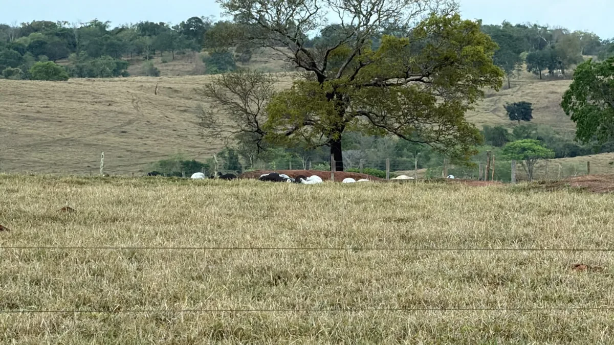 Família cobra avaliação após morte de 61 bois em propriedade de Goiás