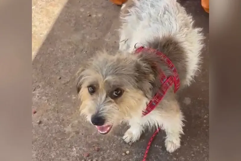 Cadela resgatada de bueiro em Goiânia ganha novo lar com cerca de 50 cães