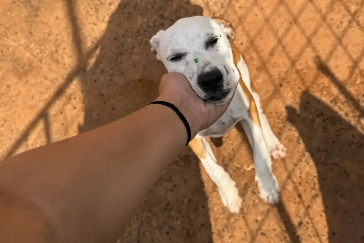 Plataforma de Rio Verde reúne animais disponíveis para adoção