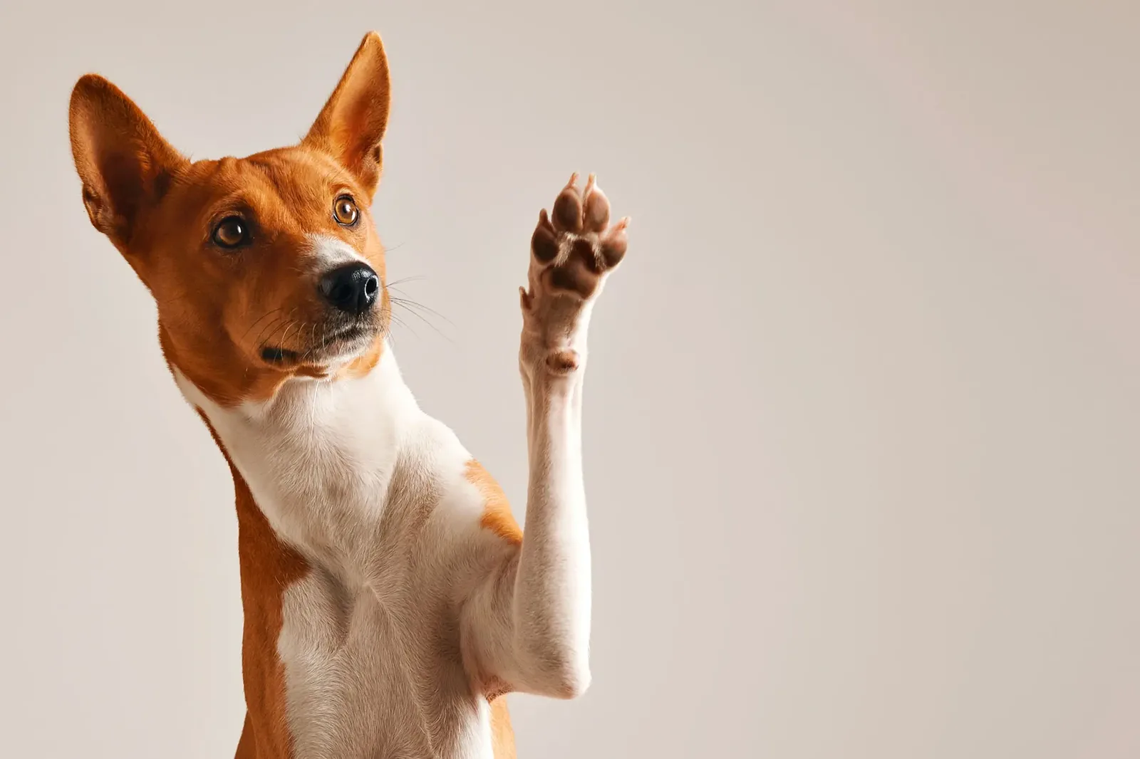Feira Adote um Aumigo reúne cães para adoção em Goiânia