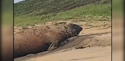 Elefante-marinho é monitorado após aparecer em praia de Linhares