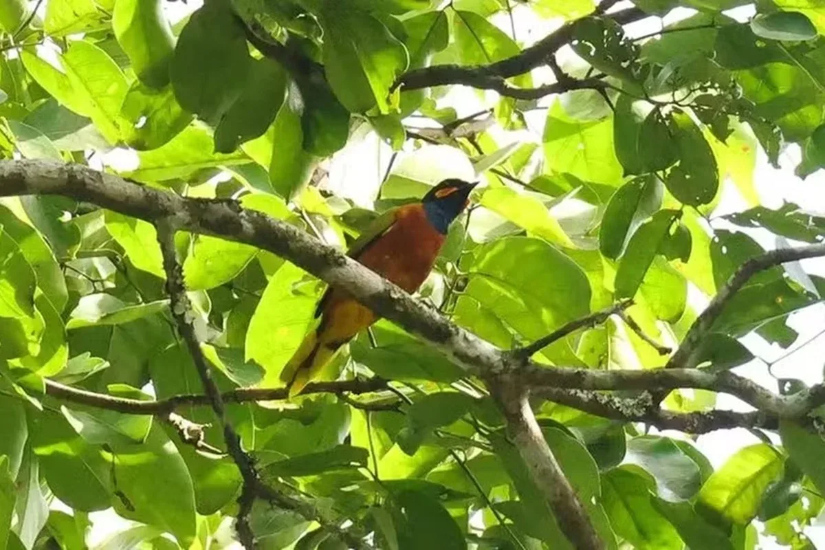 Expedição registra cuco-picanço-de-gana em parque da Costa do Marfim