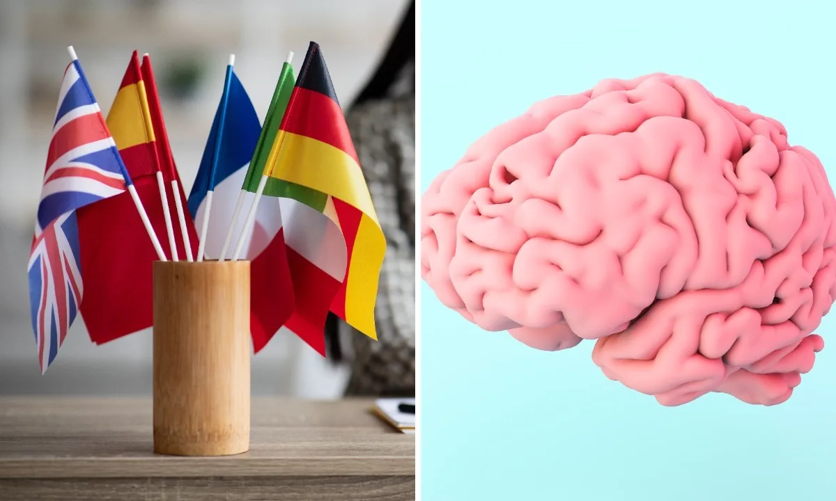 Estudo relaciona domínio de idiomas a menor idade aparente do cérebro