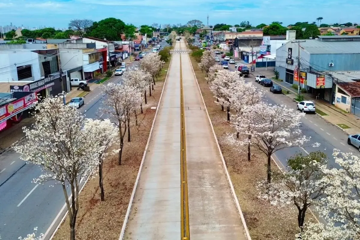 Ipês-brancos florescem na seca e mudam a paisagem de Goiânia