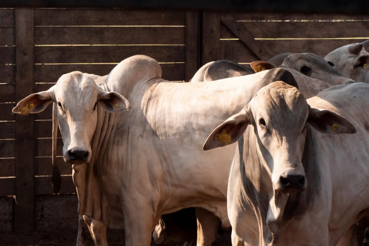 Agrodefesa apura uso de guias em transporte de gado furtado em Goiás