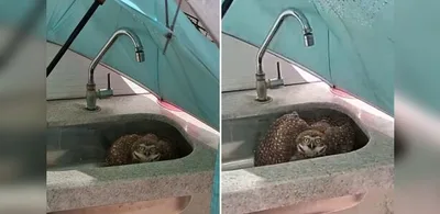 Prefeitura orienta sobre resgate de animais após ocorrência com coruja em Vila Velha