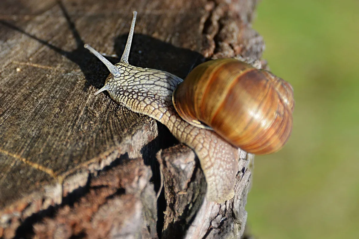 Isótopos em concha de caracol identificam chuvas ligadas a ciclones na Austrália