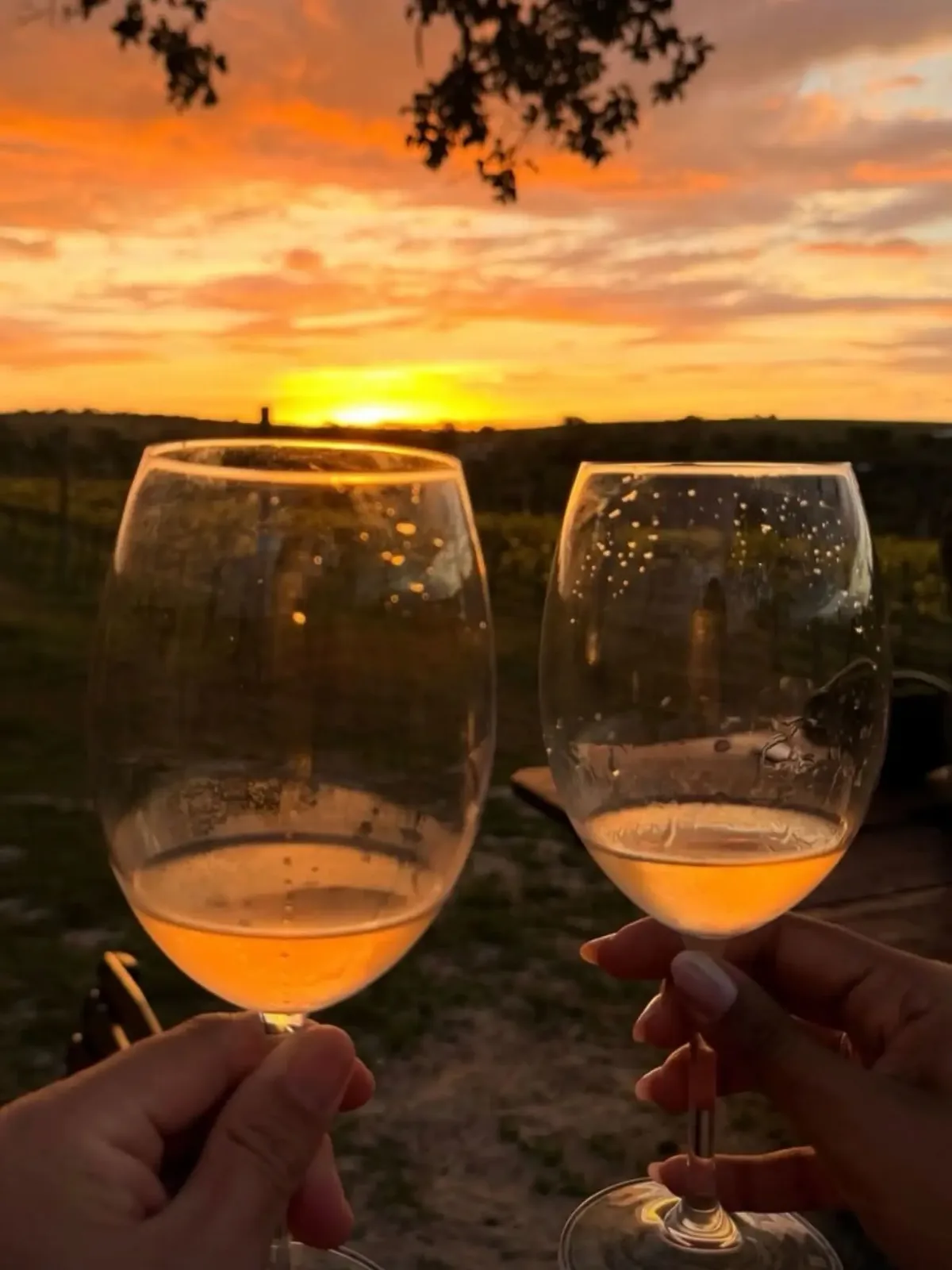 Goiás amplia presença no setor vinícola e reúne 161 registros de vinhos