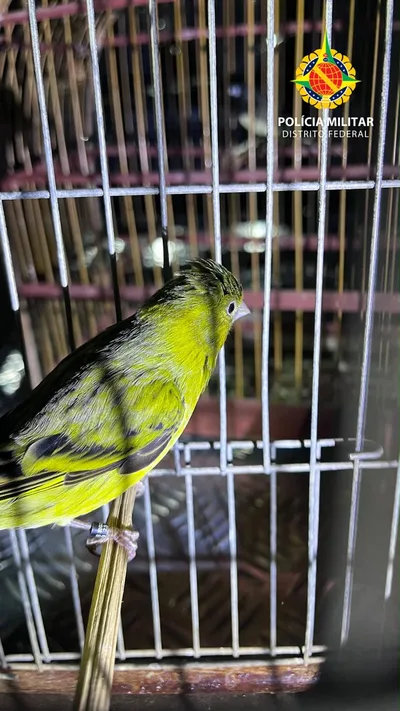 Aves são retiradas de residência durante fiscalização em Ceilândia
