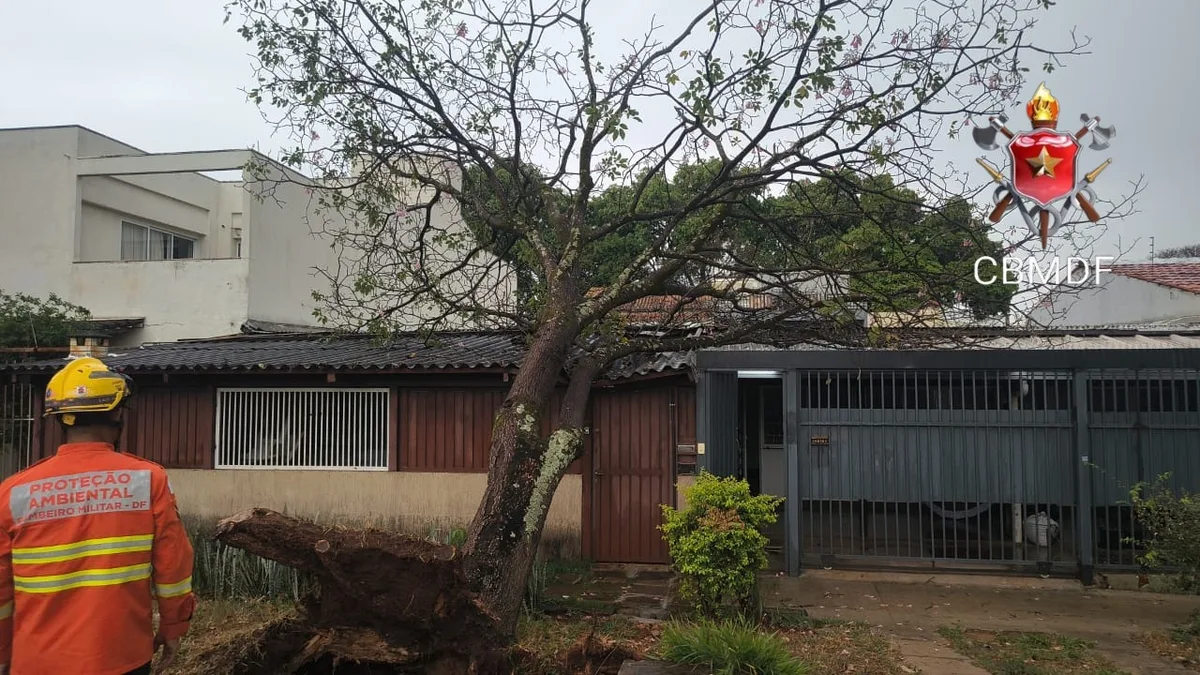 Árvore cai sobre acesso de residência na Asa Sul após chuva