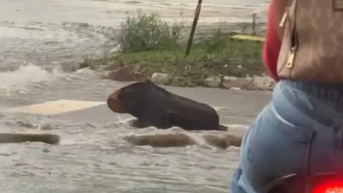 Chuva arrasta tronco e confunde motorista em avenida de Goiânia