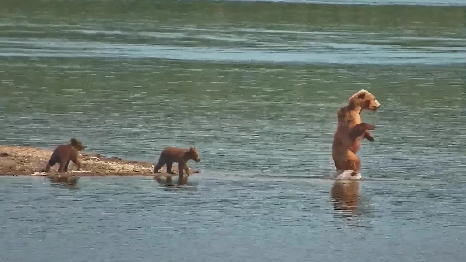 Ursa Electra ensina filhotes a pescar no Parque Nacional Katmai