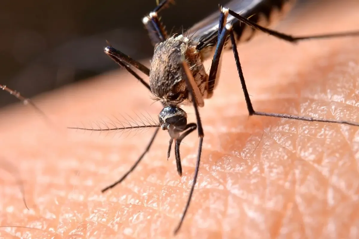Calor favorece pernilongos; veja medidas eficazes para reduzir picadas