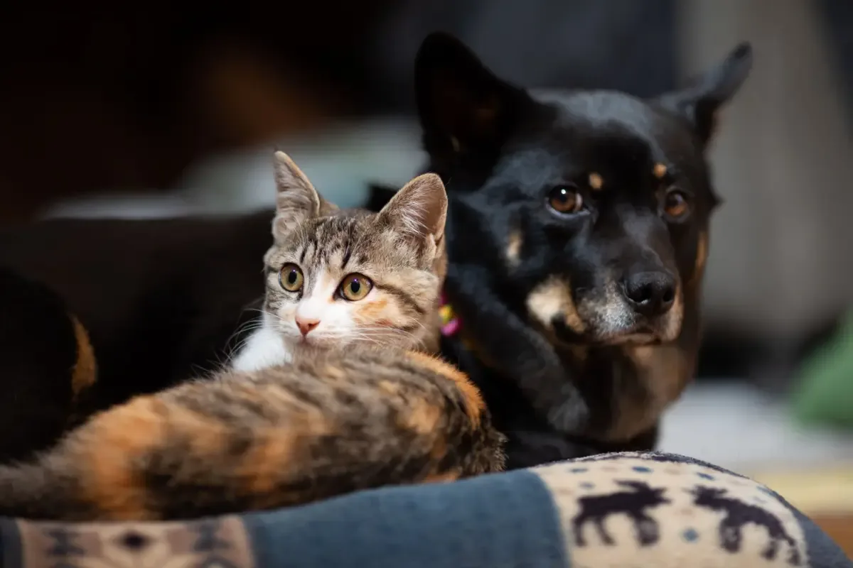 Licitação define contratação para castração de animais em Goiânia