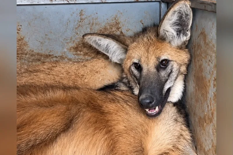 Lobo-guará é levado para cuidados ambientais após resgate em Goiás
