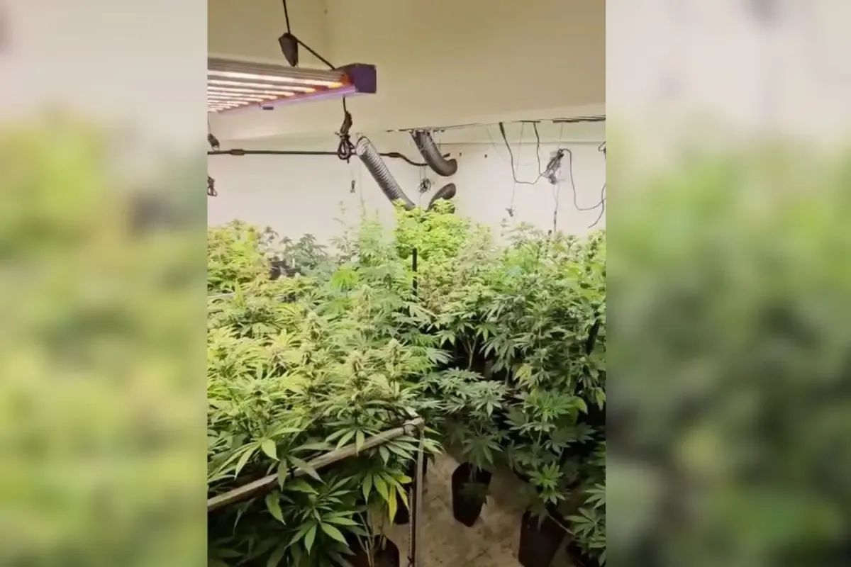 Operação investiga envio de maconha vendida como cannabis medicinal em Goiás