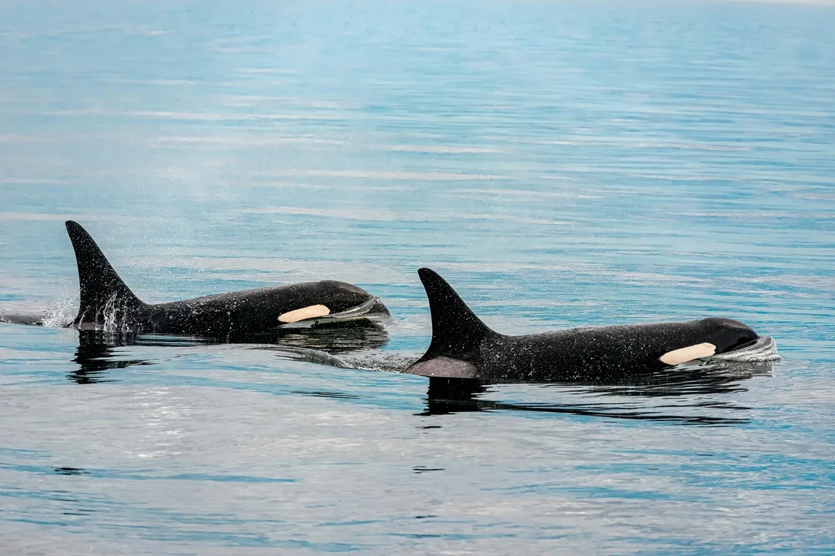 Como o aprendizado das orcas influencia a relação com humanos