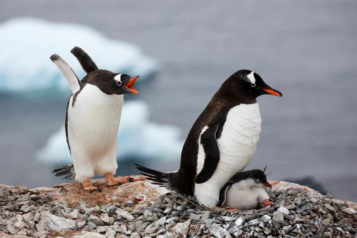 Genoma separa pinguins-gentoo em quatro espécies distintas