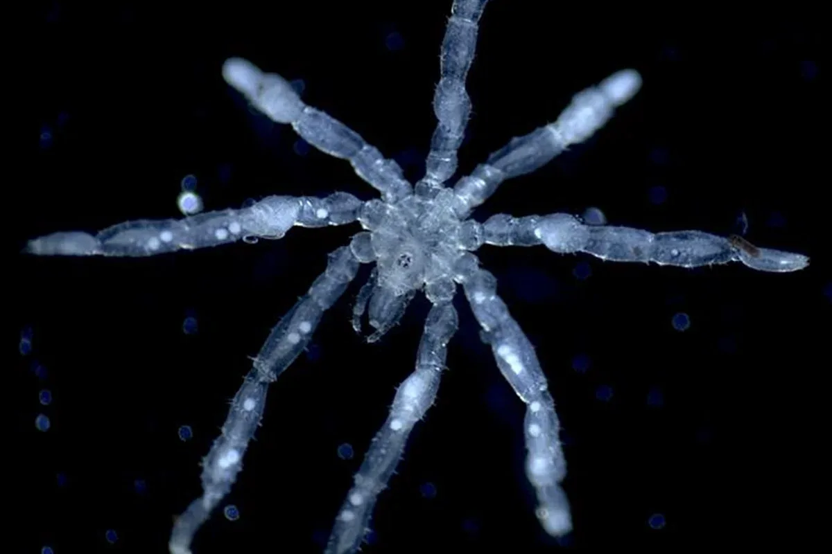 Pesquisa registra hábitos e características de duas aranhas-marinhas no Mar de Salish