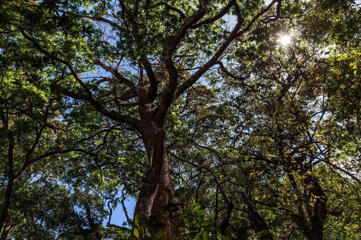 Látex da assacu pode provocar queimaduras graves e cegueira temporária