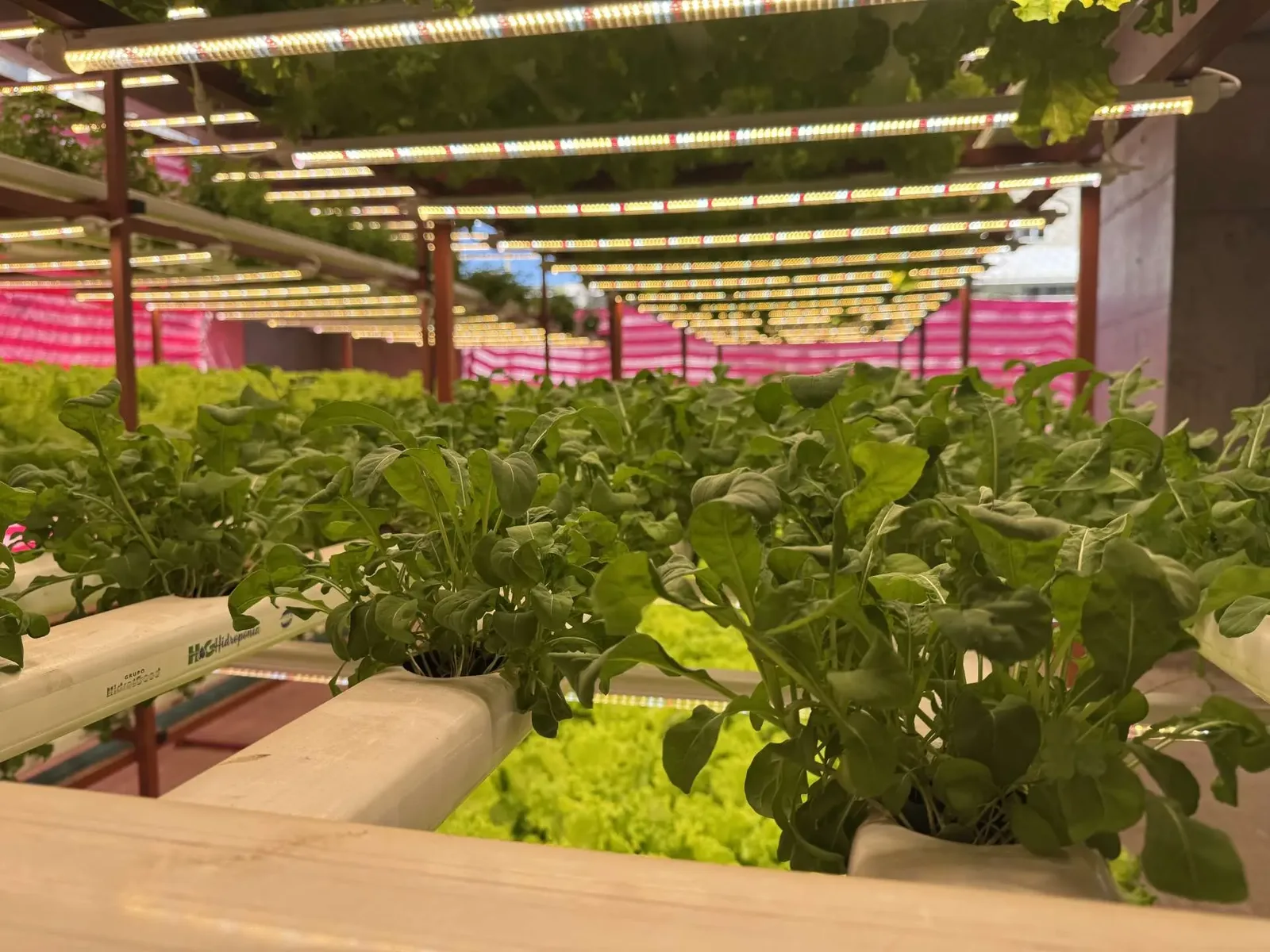 Projeto leva moradores a conhecer cultivo hidropônico em Goiânia
