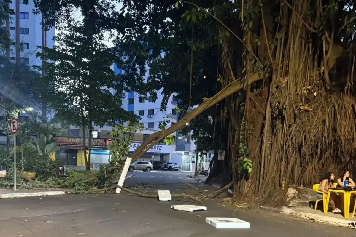Goiânia aguarda parecer do MP para remover duas gameleiras em área de risco