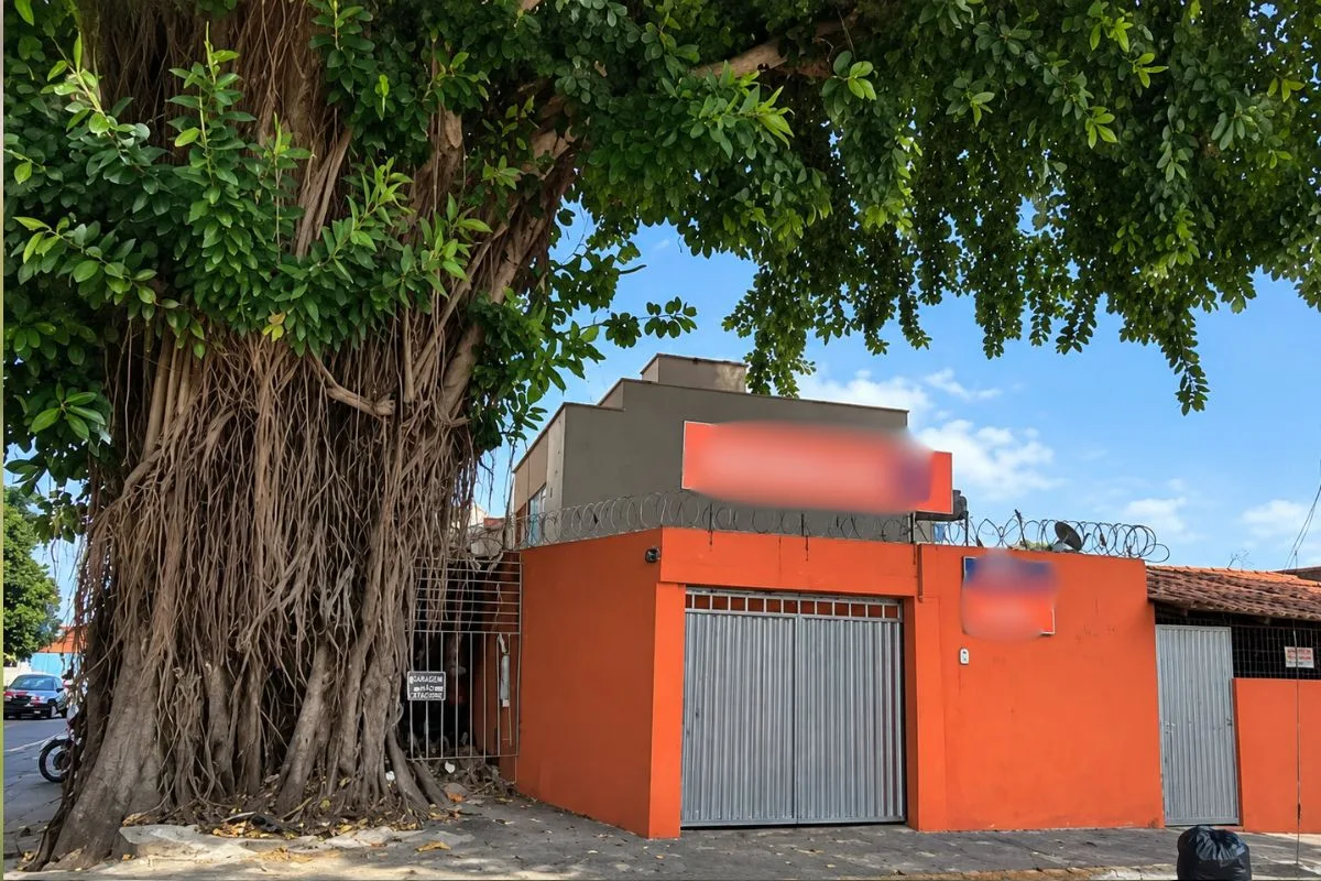Remoção de gameleira em Goiânia exigirá dois guindastes de grande porte
